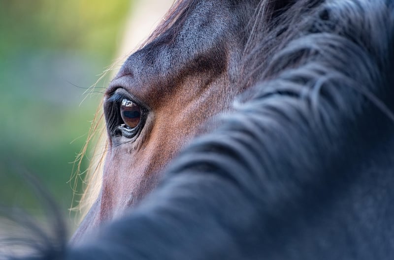 Horseback Riding in Nature