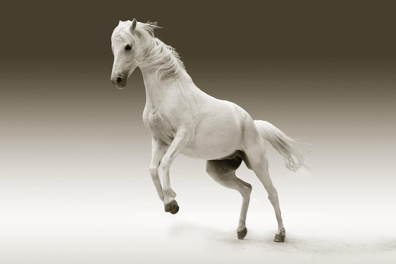 Horseback Riding